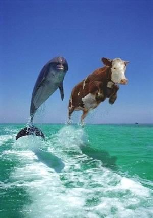 Vaca Vs Delfin